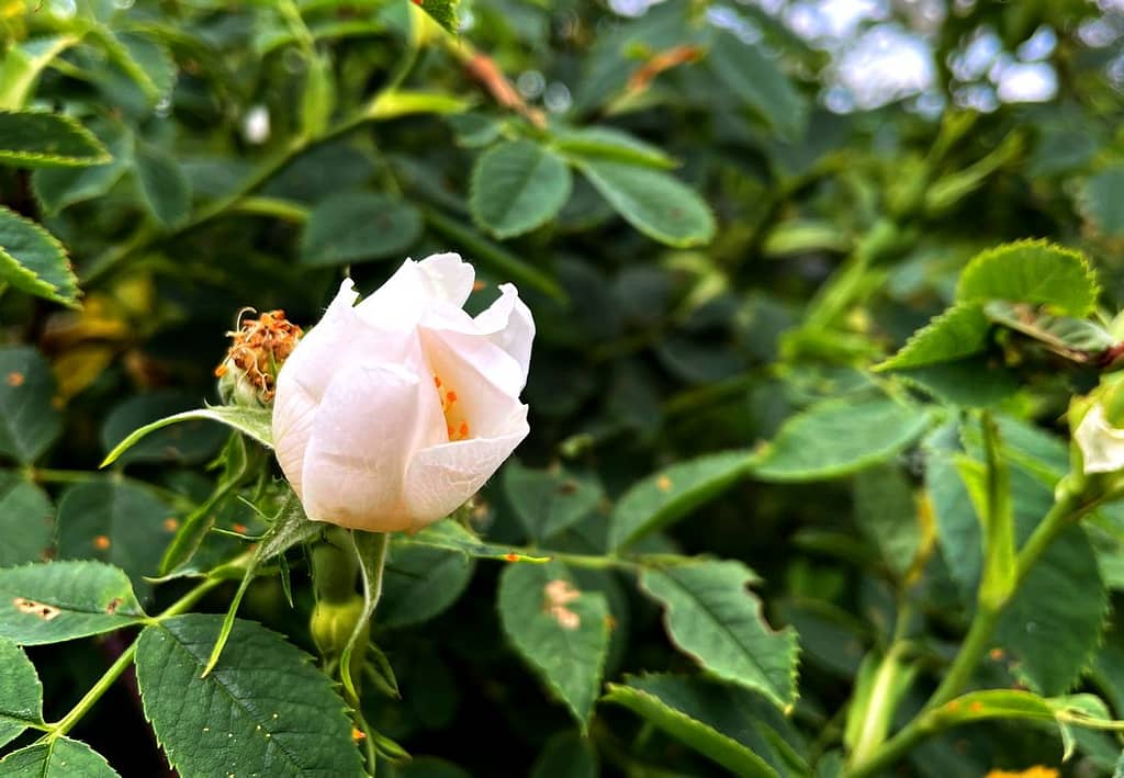 Šípková růže